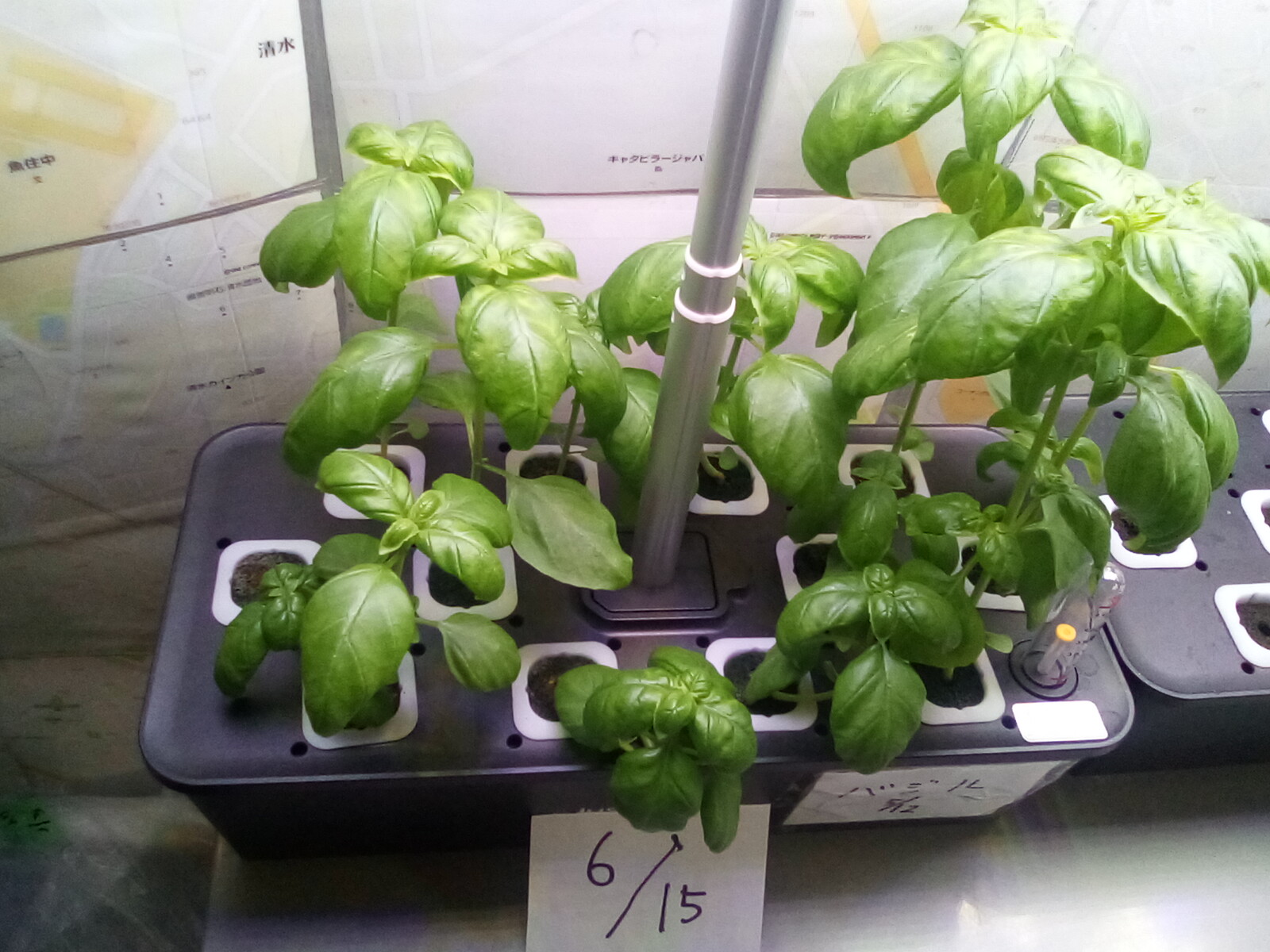 卓上水耕栽培の進捗状況